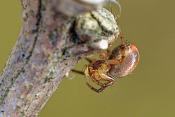 juveniele gewone komkommerspin (araniella cucurbitina) 3-2012 5271